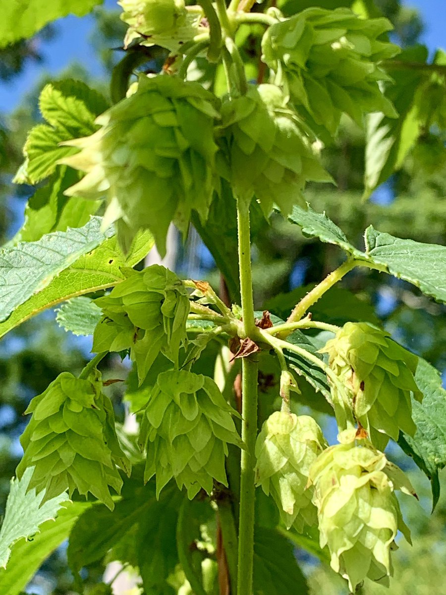 FarmBoyFarms's tweet photo. Trying to beat the heat! #NCgrown hops https://t.co/to2OaaydgO