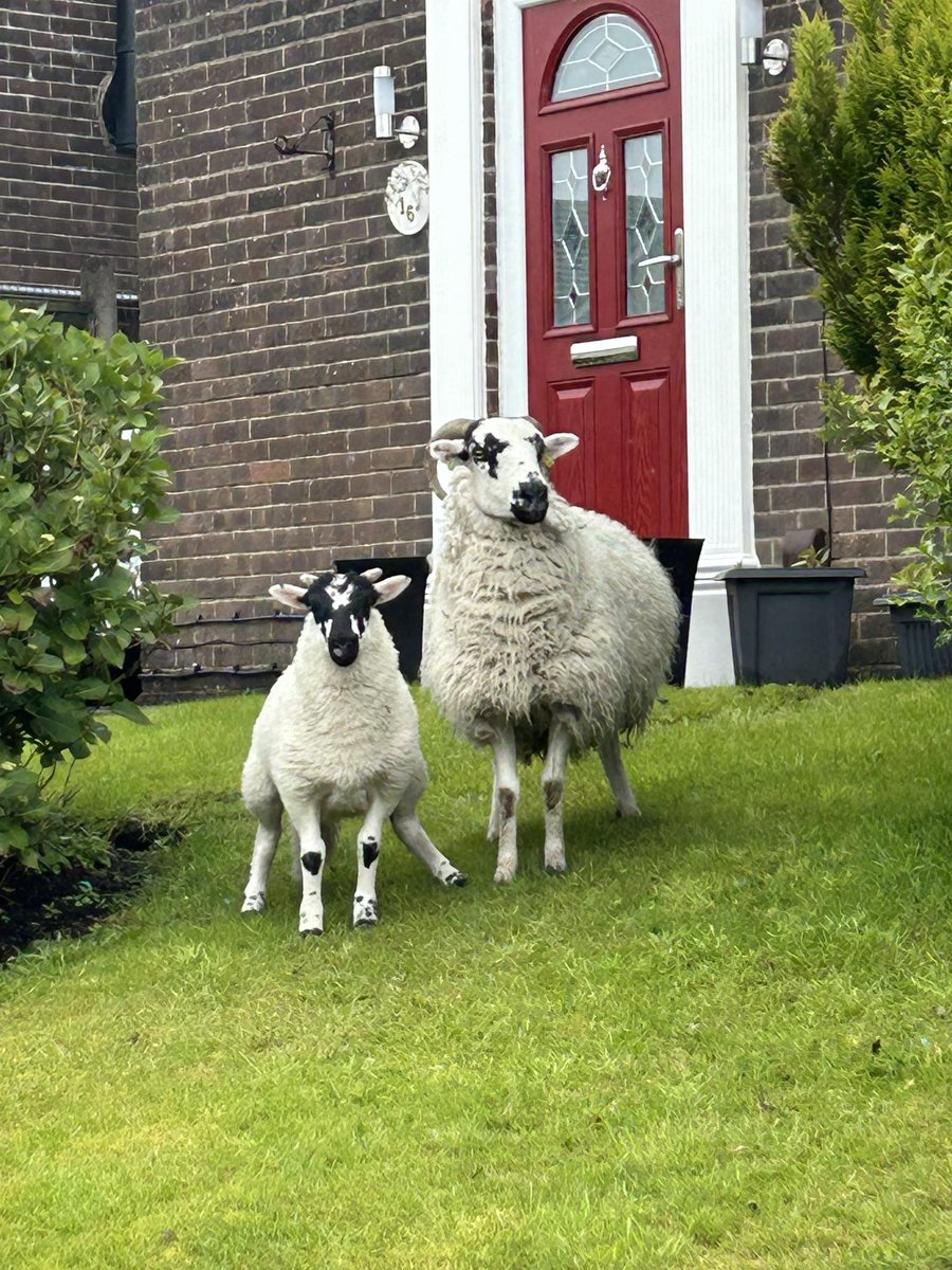 Rossendale Labour (@labrossendale) on Twitter photo Your Labour team out in Bacup this afternoon with support from the brilliant <a href="/LucyMPowell/">Lucy Powell MP</a>. Great to see <a href="/Carmines62/">Cllr. Carmine Grimshaw</a> too! Lots of support for our fantastic candidate <a href="/AndyMacnae/">Andy MacNae</a> although a couple of residents were a bit sheepish! 🤣
#Time4Change
#VoteLabour🌹
#TurnRossendaleRed Your Labour team out in Bacup this afternoon with support from the brilliant <a href="/LucyMPowell/">Lucy Powell MP</a>. Great to see <a href="/Carmines62/">Cllr. Carmine Grimshaw</a> too! Lots of support for our fantastic candidate <a href="/AndyMacnae/">Andy MacNae</a> although a couple of residents were a bit sheepish! 🤣
#Time4Change
#VoteLabour🌹
#TurnRossendaleRed