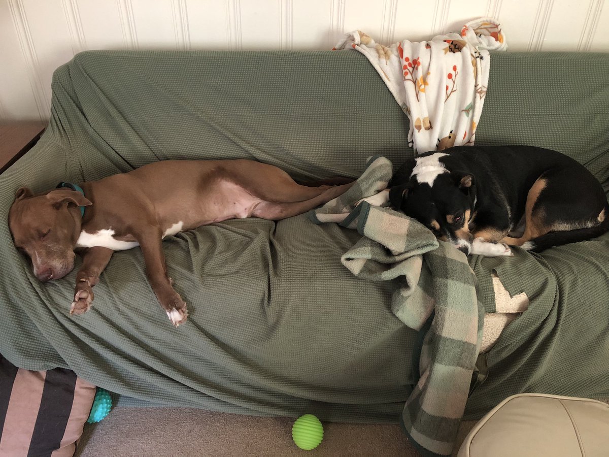 It may only be June 15th but I’d say we’re officially in the DOG 🐶 days of summer ☀️