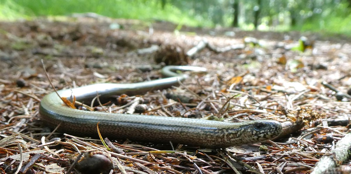 T'is even opletten en scherp blijven, maar ik had 'em wel (en blij mee): #hazelworm in #NaturparkMoorVeenland, fantastische #hagedis blijft het!! #Emsland <a href="/RAVON/">RAVON</a>