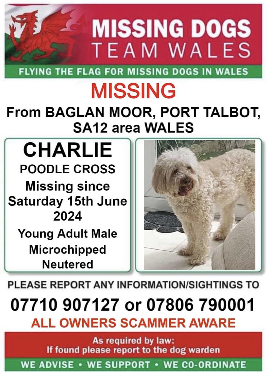 missingdogwales's tweet photo. 🔺NERVOUS, PLEASE DO NOT CALL OR CHASE. SIGHTINGS TO NUMBER ON POSTER ONLY 🔺
❗ CHARLIE, MISSING FROM #BAGLANMOOR, #PORTTALBOT, #SA12 area #WALES ❗
❗SINCE SATURDAY 15th JUNE 2024.
❗❗SIGHTINGS ONLY TO NUMBER ON POSTER PLEASE, DO NOT CALL OR CHASE. ❗❗ https://t.co/5qQlFqznaG