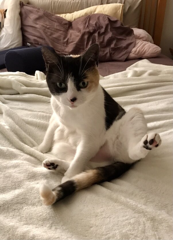 tommclaren1's tweet image. ❤️ this little heartthrob! #beautifulcat #caturday #CatsoftheDay