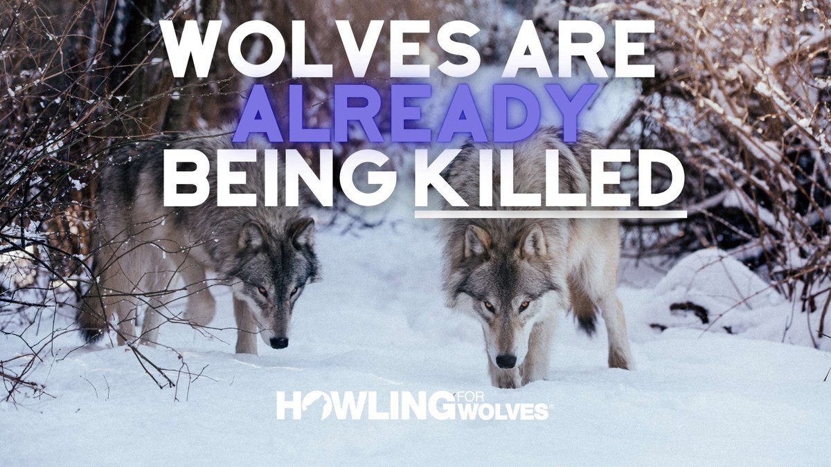 Despite wolves currently maintaining federal protections in MN, hundreds are killed each year by wildlife services. From 2020-2022 alone, the USDA was responsible for the deaths of over 500 wolves in response to livestock depredation and other wolf-related conflicts.
