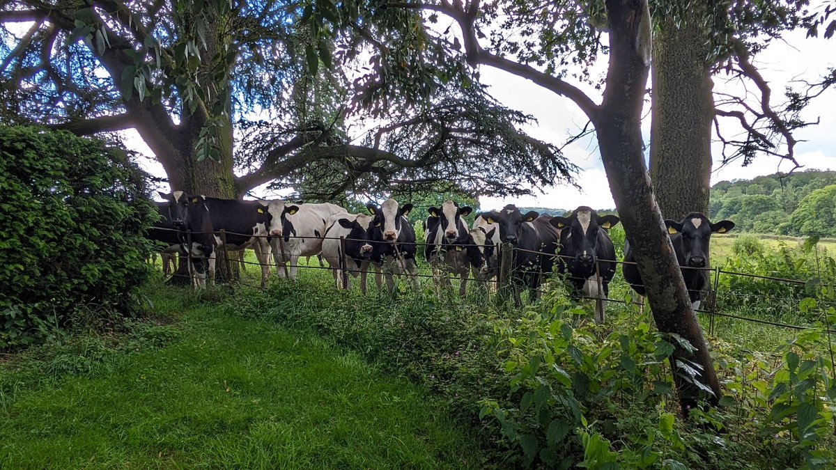 Had a new audience today at Broadfield Court wedding 😁