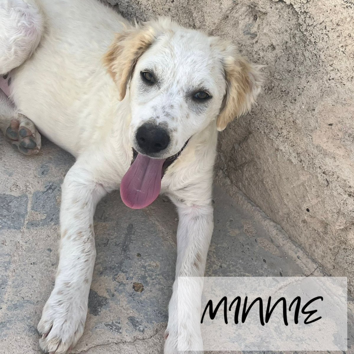 ohanarifugio's tweet photo. ❗️ CAMPAGNA ADOZIONI: OGGI TOCCA DI BIMBI SPERDUTI MICKY E MINNIE

⭕ Info: PER FAVORE NON CHIAMARE. ESCLUSIVAMENTE SE REALMENTE INTERESSATI via Whatsapp al +39 327 760 7352

🚼 Età: tre mesi e mezzo 
📏 Taglia: media (25/28 kg) 

Santa Margherita di Belice (AG) https://t.co/lS5eNoBLfm