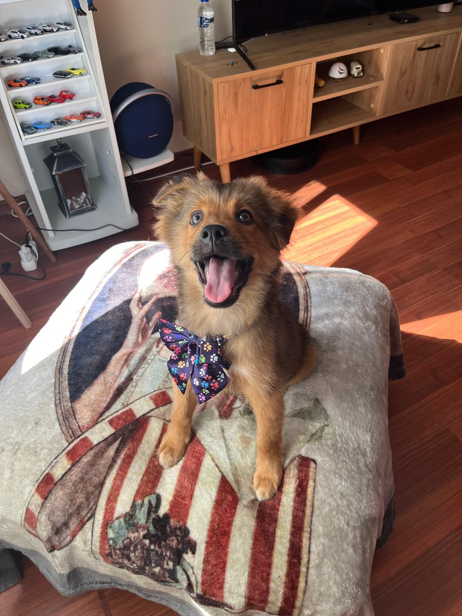 İstanbul içi Bonita’ya yuva arayışımız devam ediyor 🌼
Erkek 5 aylık küçük ırk Kastamonu ayısı oğlumuza ömürlük ailesini arıyoruz ❤️