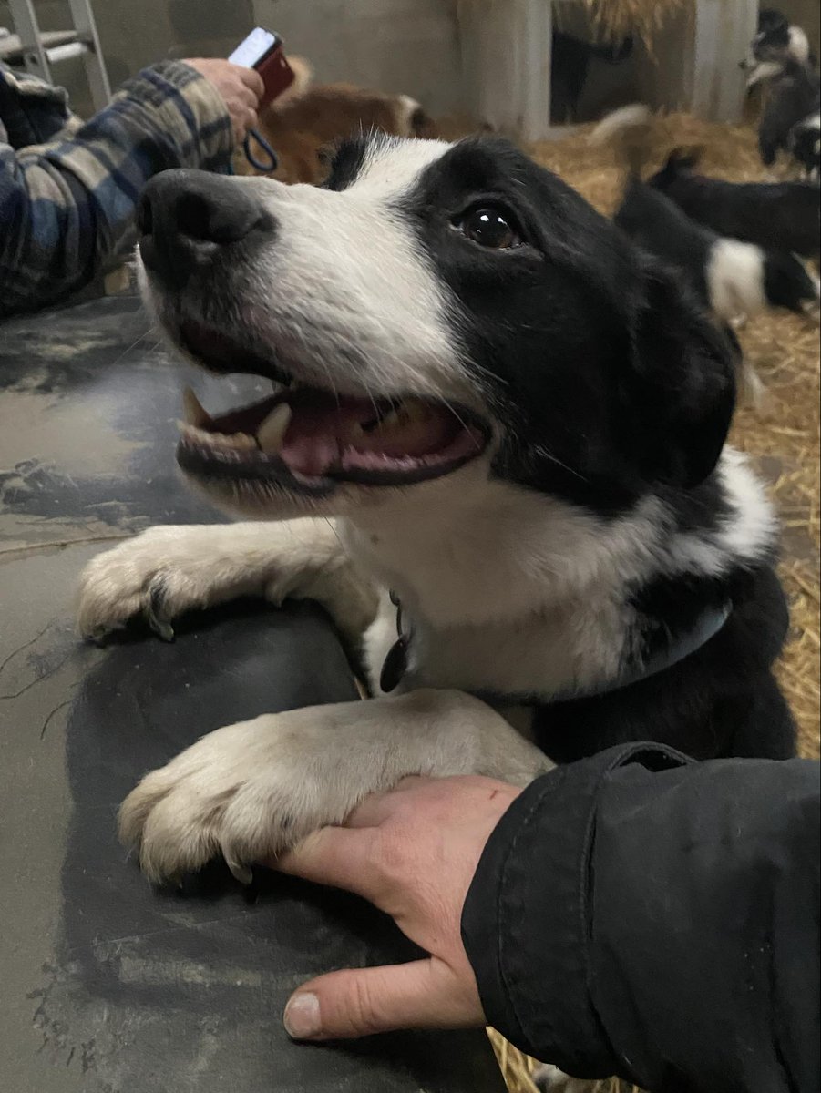 🖤AVAILABLE FOR ADOPTION 
6 year old NALA is a lovely girl.  She helps settle some of the new boys into the rescue
She's looking for a home who have had collies before. She also likes to eat her food on her own, And doesn't like it taken off her (a woman after my own heart!)