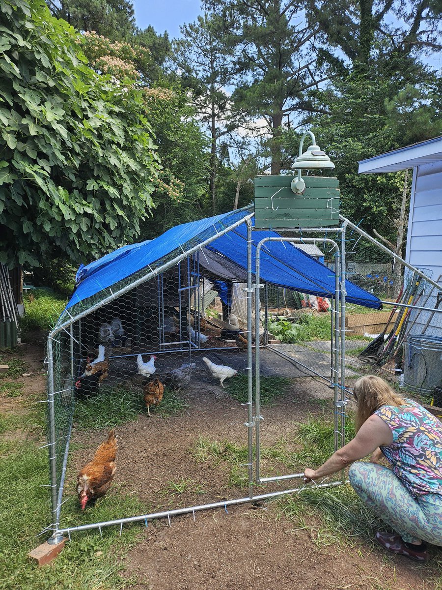 tarheel1719's tweet image. Okay, honestly, this is the last extension, I promise. #ChickenMath