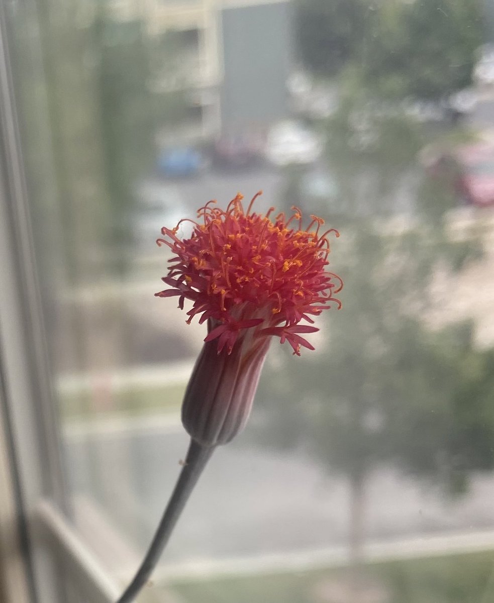 Idk this little guy’s name but i was so happy to see it flowering🥹💕✨