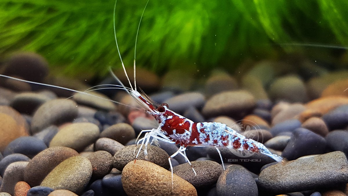 EBITENGU_global's tweet photo. Sulawesi shrimp -Caridina dennerli var. "Oiran"

#sulawesishrimp
#caridina
#aquarium
#aquatic
#shrimpkeeping
#ebitengu https://t.co/ZQrscfP9Yp