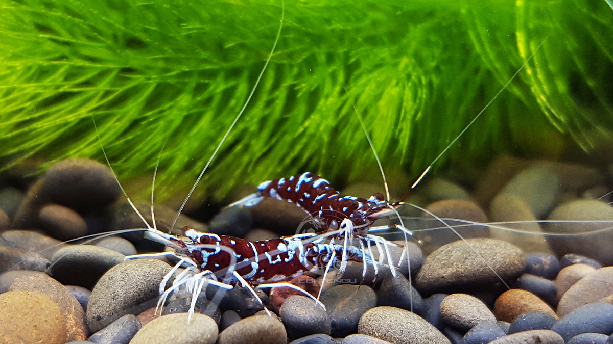 EBITENGU_global's tweet photo. Sulawesi shrimp -Caridina dennerli var. "Oiran"

#sulawesishrimp
#caridina
#aquarium
#aquatic
#shrimpkeeping
#ebitengu https://t.co/ZQrscfP9Yp