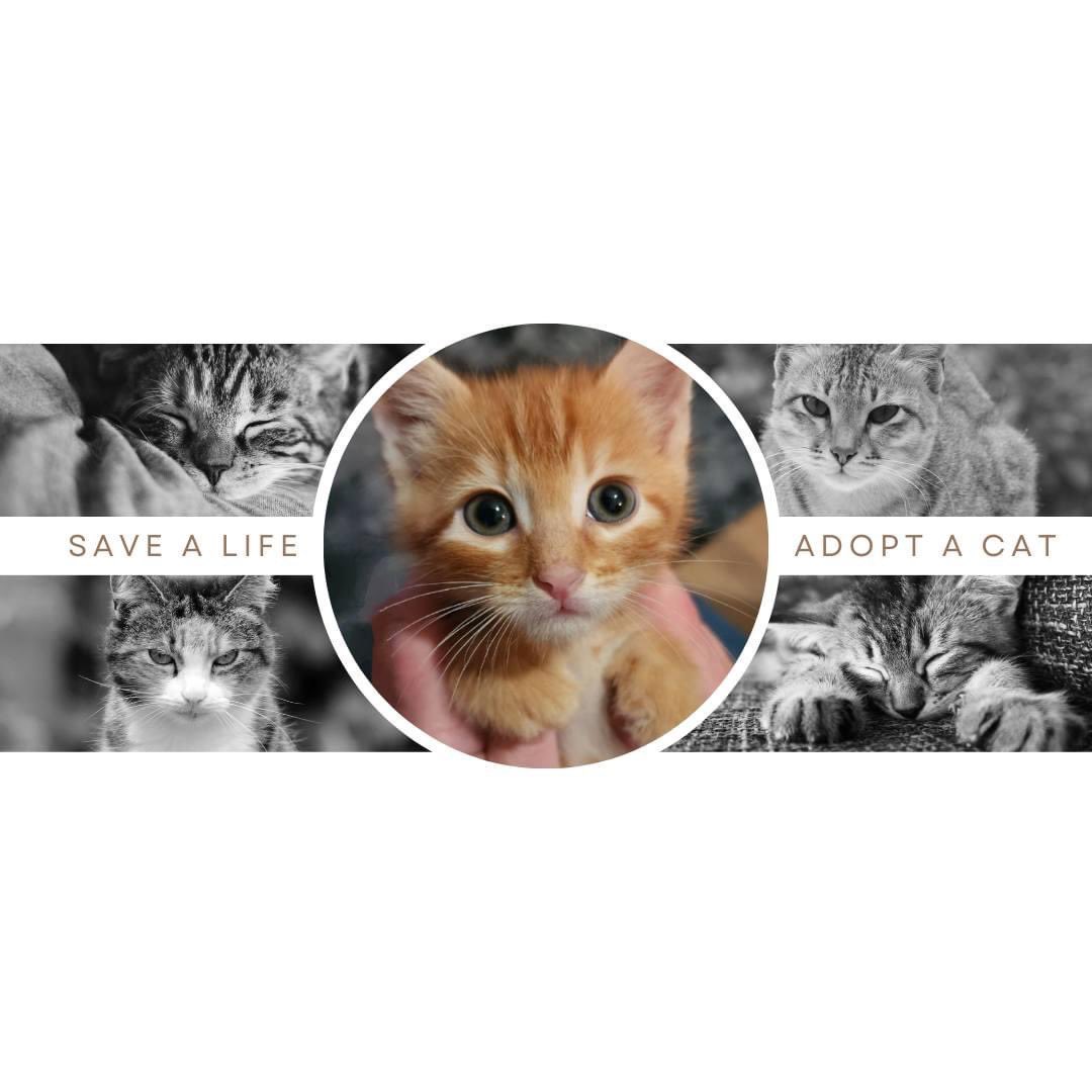We are offering "Name your adoption fee" special for cats &amp; kittens! We have all sizes, ages, &amp; colors. Even spicy kitties are included. Open 12pm-4pm everyday come visit! specialpals.org