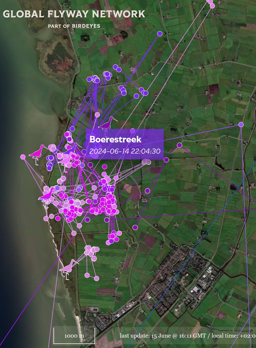 GlobalFlyway's tweet photo. BOERENSTREEK en andere zuidwest Friese #grutto's, concentreren zich momenteel op de natte en uiterst bloemrijke hooilanden in de #Workumerwaard. In verspreide groepjes zijn ze aan het foerageren en vetten op voor de vlucht naar zuid. #skries @KeningGreide
https://t.co/0k3EIuDNby https://t.co/PrXigDCxJ5
