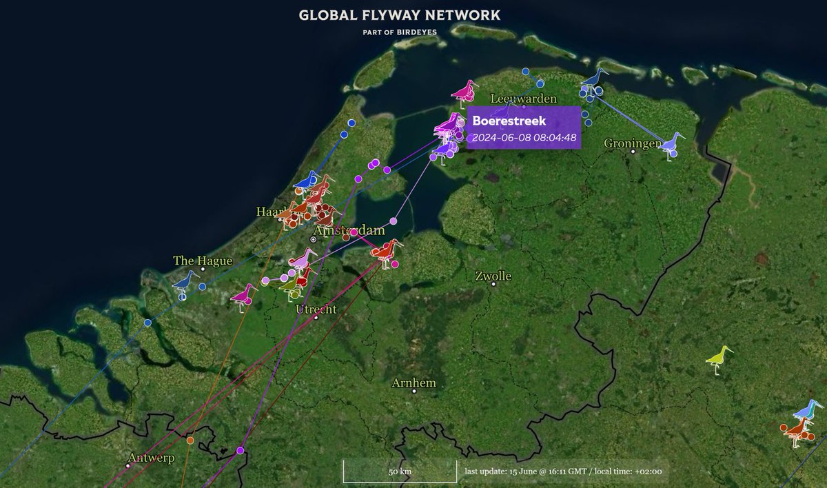 GlobalFlyway's tweet photo. BOERENSTREEK en andere zuidwest Friese #grutto's, concentreren zich momenteel op de natte en uiterst bloemrijke hooilanden in de #Workumerwaard. In verspreide groepjes zijn ze aan het foerageren en vetten op voor de vlucht naar zuid. #skries @KeningGreide
https://t.co/0k3EIuDNby https://t.co/PrXigDCxJ5