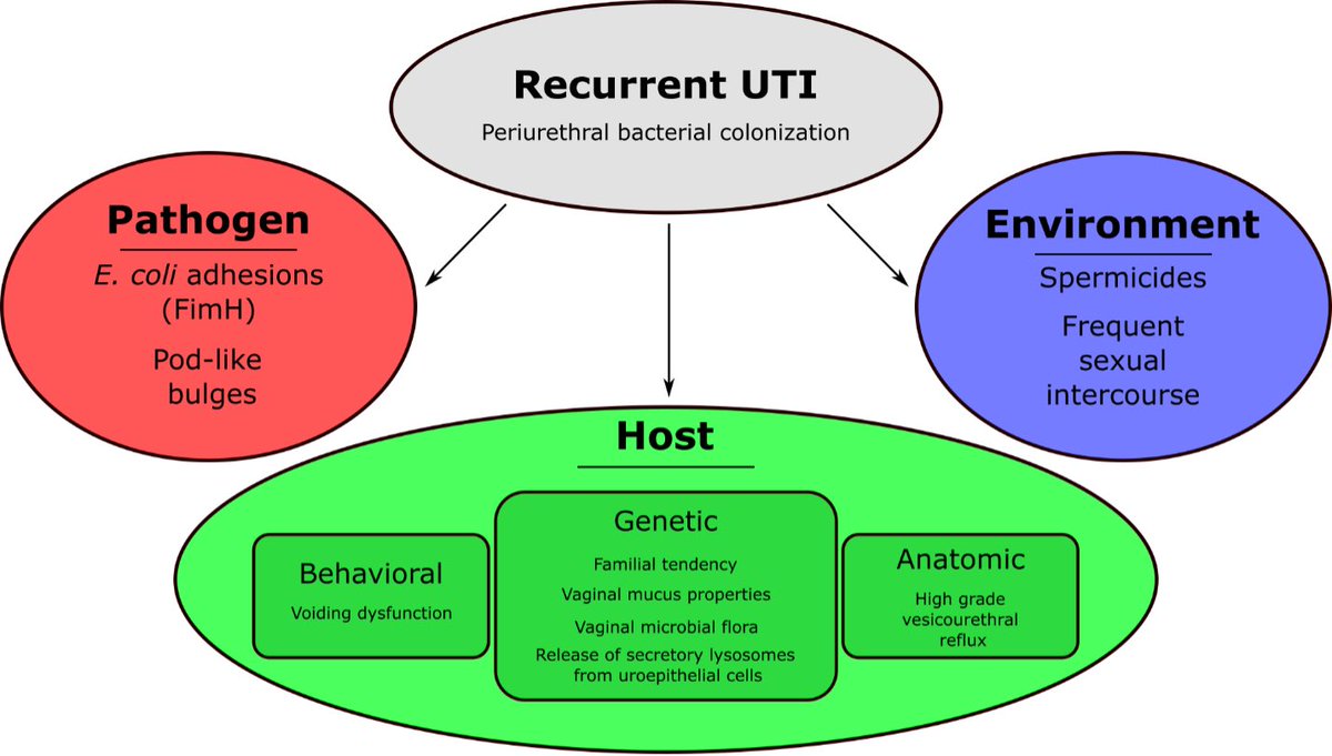 Ilaha Isali (@ilahaisali) on Twitter photo Our little commentary on genetic determinants of recurrent UTI susceptibility <a href="/urotoday/">UroToday.com</a> <a href="/Thomas_R_Wong/">Thomas Wong</a> ⬇️⬇️
urotoday.com/2014-09-18-02-… Our little commentary on genetic determinants of recurrent UTI susceptibility <a href="/urotoday/">UroToday.com</a> <a href="/Thomas_R_Wong/">Thomas Wong</a> ⬇️⬇️
urotoday.com/2014-09-18-02-…