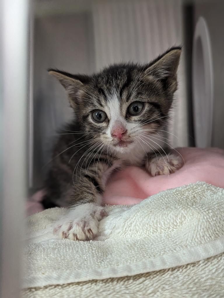 HomewardPetsNJ's tweet photo. We need kitten fosters! If you live within 30-40 mins of Blackwood, NJ please stop by our shelter and speak with our team. Alternatively, email foster@homewardboundnj.org for more info. 

📍 125 County House Road, Blackwood, NJ 08012. 

#savekittens #fosteringsaveslives https://t.co/u6fzhzR03A