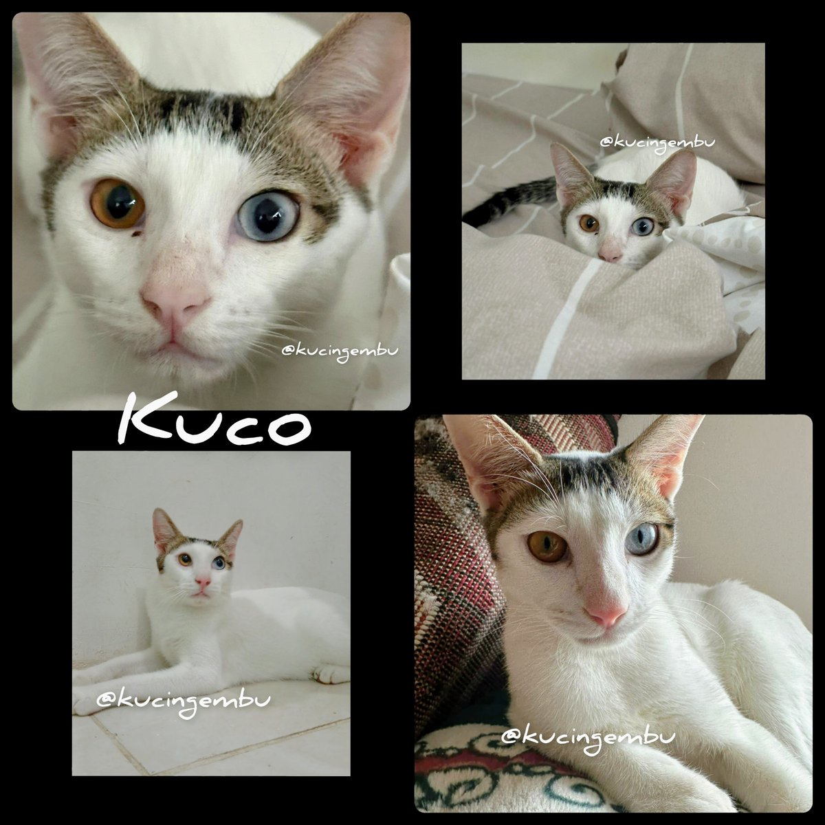 Sera9292's tweet photo. Adopt KUCO! 😽

 🐾 Jantan, domestic, bicolor black & white with subtle tabby markings, ±8 bulan, 3,25 kg.

✅ Check up vet, obat cacing + kutu, vaksin 2x (F3, F4).
❌ Belum steril.

🐈 Physical traits: Odd eye / heterochromia (mata beda warna), bulu super fluffy, ekor panjang.
🐈 Level of playfulness: super active!!!
🐈 Relationship with humans: Bawel, manja, hobi disentuh dan caper, suka tidur berdampingan dan kelonan.
🐈 Relationship with other cats: Iseng, sedikit galak sama kucing lain tapi lebih ke arah caper dan mau ajak main.
🐈 Other unique traits/perks: Hobi gondol barang kecil untuk dimainin, super excited untuk makan, tidak celamitan sama makanan manusia.
🐈 Level of difficulty to handle: Sangat mudah, suka digendong, dicium, pelukable, litter box harus selalu bersih karna anaknya gabisa nahan pup.
