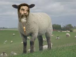 مهما كنت مشغول 
لاتنسى خروف العيد 🤣
#عيد_اعدام_صدام