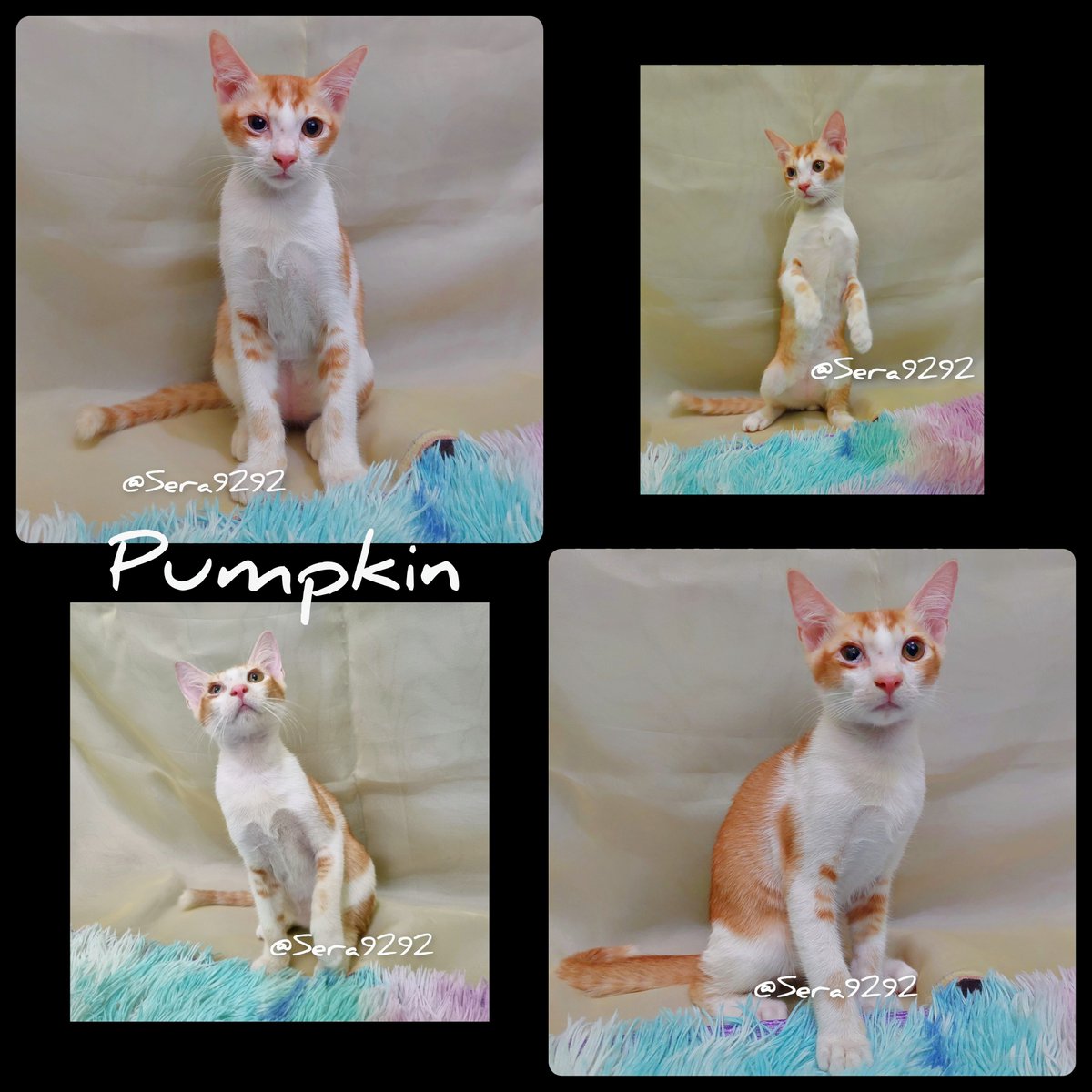 Sera9292's tweet photo. Adopt PUMPKIN! 😽

 🐾 Jantan, domestic, bicolor ginger/orange & white with subtle tabby markings, ±4 bulan, 1,91 kg.

✅ Check up vet, obat cacing + kutu, vaksin 1x (Purevax).
❌ Belum steril.

🐈 Physical traits: Hampir buta waktu bayi tp alhamdulillah penglihatannya masih bisa diselamatkan (mata kanan agak kecil dan suka berair tp normal).
🐈 Level of playfulness: Sangat aktif, lincah, playful, senang isengin humans (colek-colek, ajak main, pura-pura ngagetin), senang eksplorasi tempat baru.
🐈 Relationship with humans: Love languagenya quality time (main bareng), tsundere tp sebenernya sayang (bukan tipe yg touchy so far), kadang mau dipangku.
🐈 Relationship with other cats: Senang ajak main kalau sudah kenal tp butuh waktu utk adaptasi.
🐈 Other unique traits/perks: Suka main cat teaser, suka gigit boneka, suka main bola-bolaan.
🐈 Level of difficulty to handle: Cukup suka makan (ngga terlalu picky), cukup mudah diberi obat & dimandikan walaupun agak reog.