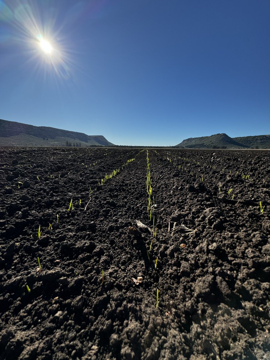 RubiscoAgro's tweet image. Trigos en el sudeste de Buenos Aires 🌾
📍Puerta del abra, Balcarce.