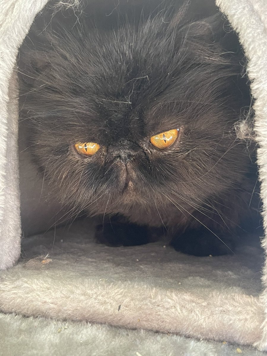 plotteng an. scheming most daviously. In my liddol housy