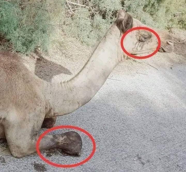 طاقت کا نشہ انسان کو اس حد تک گرا دیتا ہے کہ وہ جانور سے بھی "انتقام" لینے پر اتر آتا ہے ۔ درحقیقت یہی وڈیرہ شاہی مائنڈ سیٹ اب نظام بن کر پورے ملک پر راج کررہا ہے۔ جب تک یہ ظالم اور جھوٹے خدا سماج اور نظام پر مسلط ہیں، ہمارے حالات نہیں بدلیں گے۔