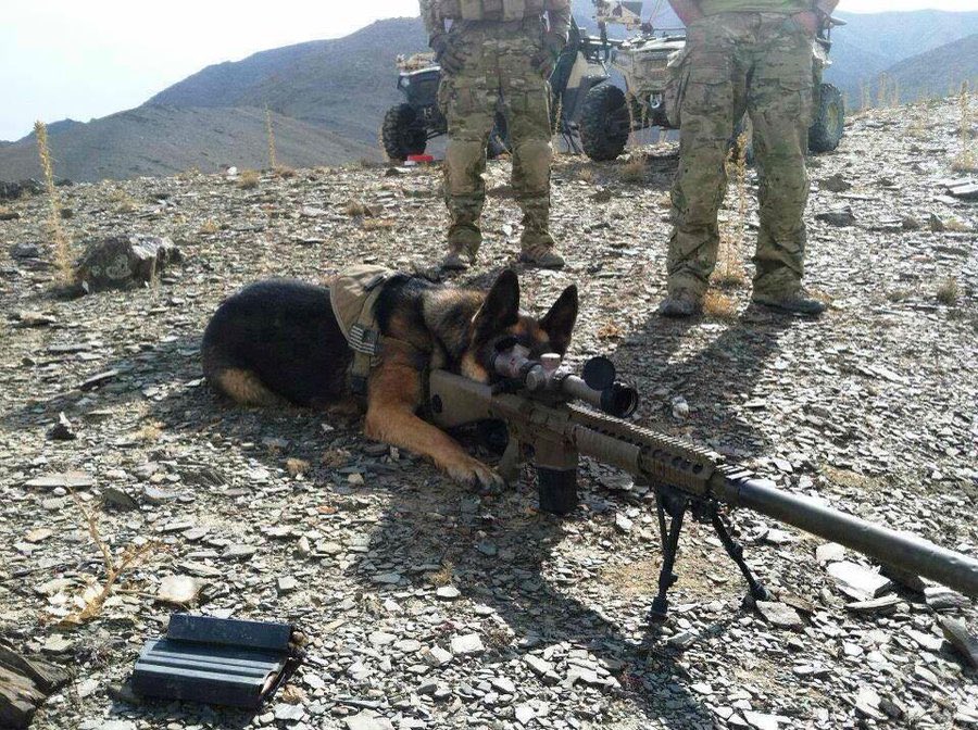 Anyone like Military K9s?