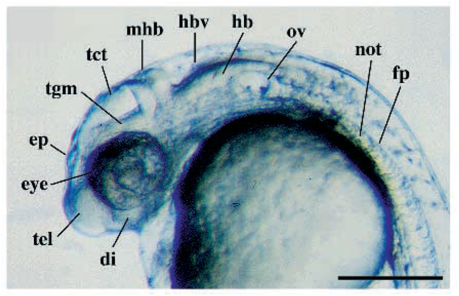 ZebrafishRock's tweet image. &quot;Mutations affecting the development of the embryonic zebrafish brain&quot; by first-author @schierlab of Driever Lab detailed important embryological events in #zebrafish brain. This provided the genetic framework for several hundred studies on brain morphogenesis. #ZebrafishFunFacts
