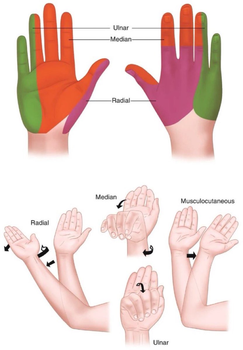 "Sensory &amp; motor innervation of the hand"

🟢Ulnar Nerve
🟠Median Nerve
🟣Radial Nerve

#nerve #sensorymotor #hand #anatomy

link.springer.com/chapter/10.100…