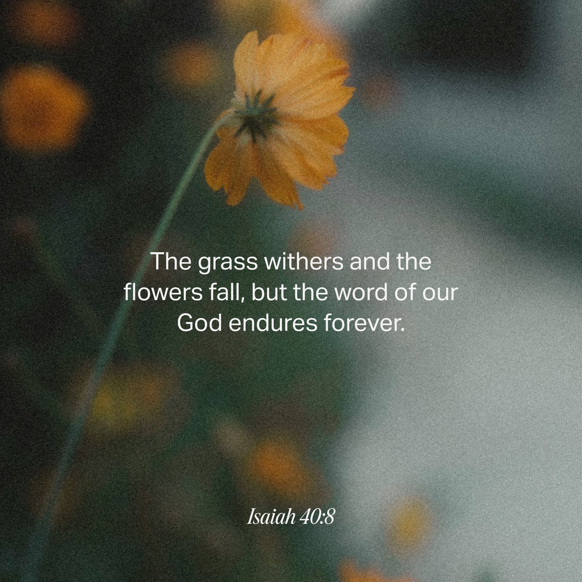 YouVersion's tweet image. Isaiah 40:8