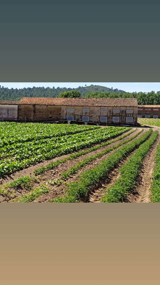 Olivares, higuerales, pimientos y el tabaco de "La Vega" del río Tietar y del "Tudal".  #VillanuevaDeLaVera tiene una inmensa y rica jurisdicción que da gusto recorrer. <a href="/EloFdzTimon/">Eloy Fernández Timón</a> <a href="/ferrecasado/">Oscar Ferreiro</a> <a href="/VictorVazquezJ/">Victor Carmona</a> <a href="/extremadura_tur/">Extremadura Turismo</a>