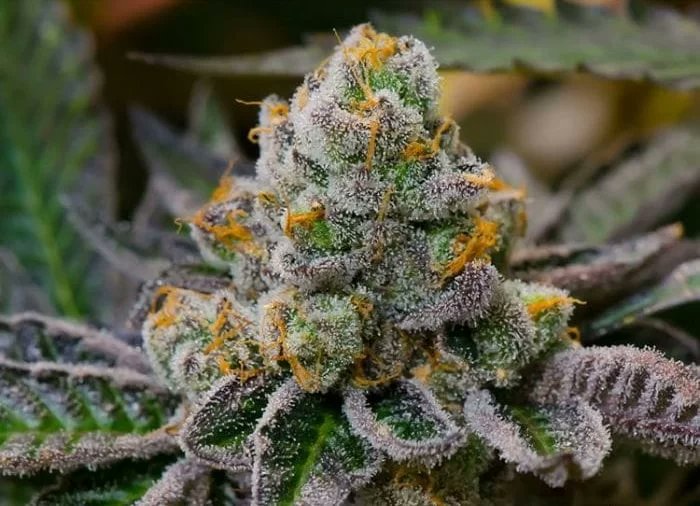 What are we growing this weekend? 

This is Auto cookie dough