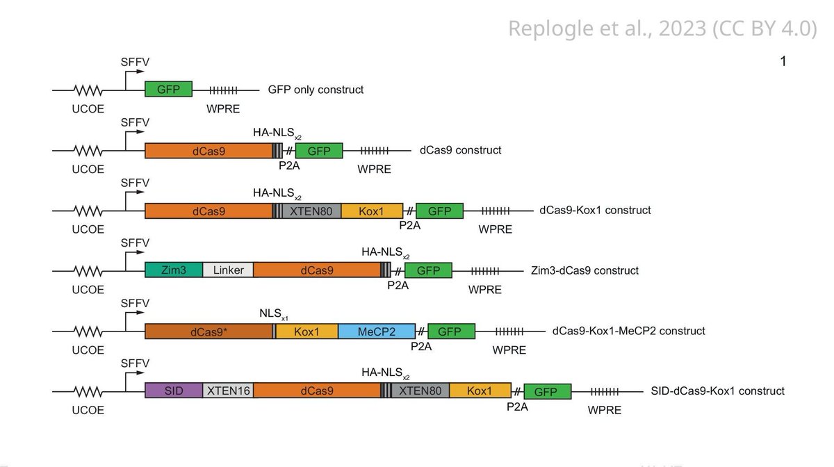 A dual sgRNA library and dCas9-effector protein that will enable new forms of CRISPRi-based screening in mammalian cells. elifesciences.org/articles/81856…