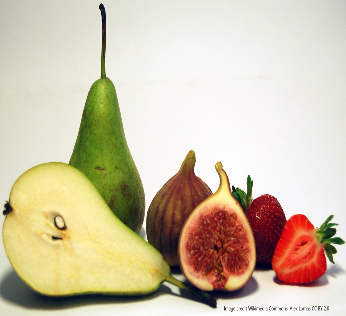 BUCBotany's tweet photo. Accessory #fruits - delicious! Fruits developed from plant parts other than the #ovary alone. Usually do not split open to release #seeds when they are mature. Example of parts - #receptacle (fig, strawberry). https://t.co/Ty7I7bhR9r