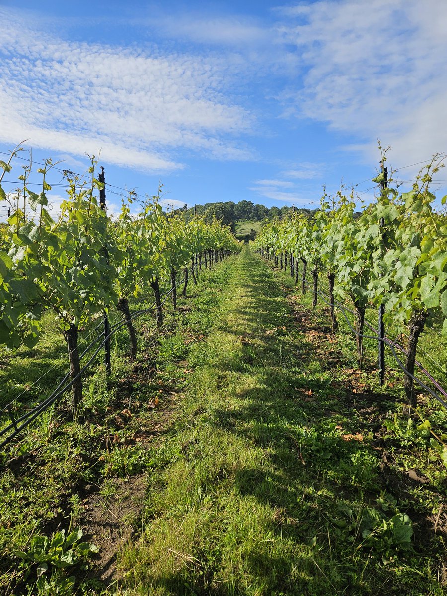 Matthew Williams (@foodchatmatt) on Twitter photo I hope you've all had an awesome start to #EnglishWineWeek, despite the bonkers weather. 🥂😎
<a href="/AlburyVineyard/">Albury Vineyard</a> ✔️
<a href="/Chilworthwines/">Chilworth Manor Vineyard</a> ✔️
<a href="/denbiesvineyard/">Denbies Wine Estate</a> ✔️
<a href="/Greyfriarsvine/">Greyfriars Vineyard</a> ✔️
<a href="/highclandon/">High Clandon</a> ✔️
<a href="/SurreyVineyards/">Vineyards of the Surrey Hills</a> wine route ✔️ I hope you've all had an awesome start to #EnglishWineWeek, despite the bonkers weather. 🥂😎
<a href="/AlburyVineyard/">Albury Vineyard</a> ✔️
<a href="/Chilworthwines/">Chilworth Manor Vineyard</a> ✔️
<a href="/denbiesvineyard/">Denbies Wine Estate</a> ✔️
<a href="/Greyfriarsvine/">Greyfriars Vineyard</a> ✔️
<a href="/highclandon/">High Clandon</a> ✔️
<a href="/SurreyVineyards/">Vineyards of the Surrey Hills</a> wine route ✔️