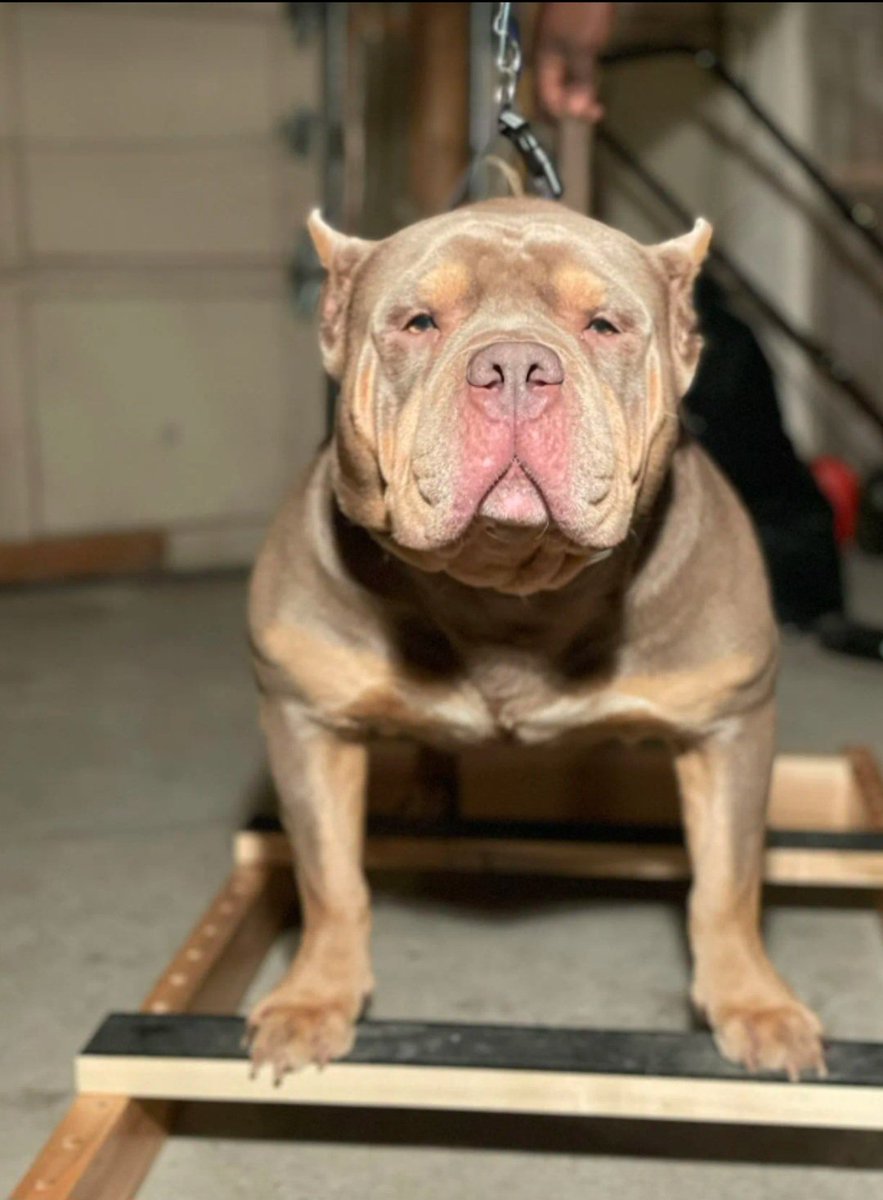 TdotStateofMind's tweet image. RIP to an original member #BigPun got allot of memories with you, that I&apos;ll never forget #AllDogsGoToHeaven 💔 🕊