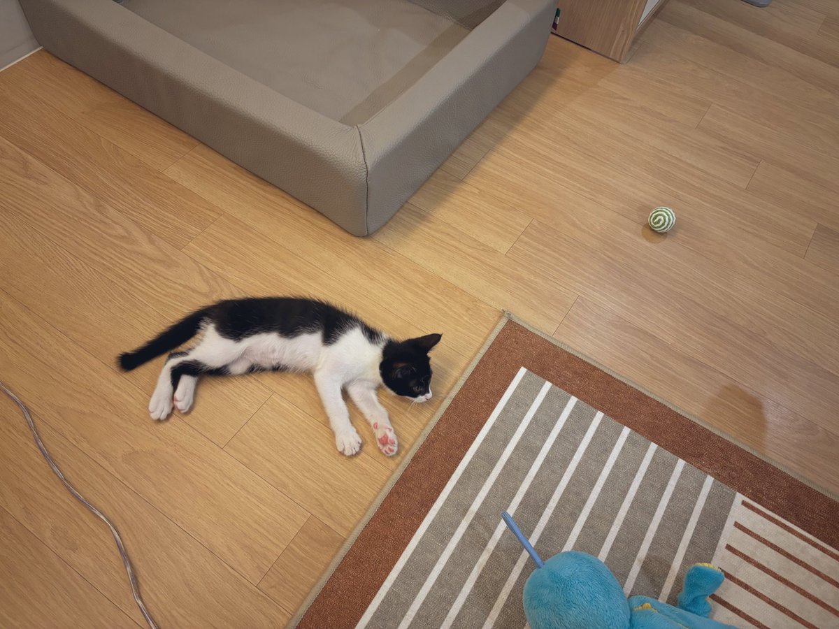 귀여운거 보면서 마음의 평화를 찾아야지.