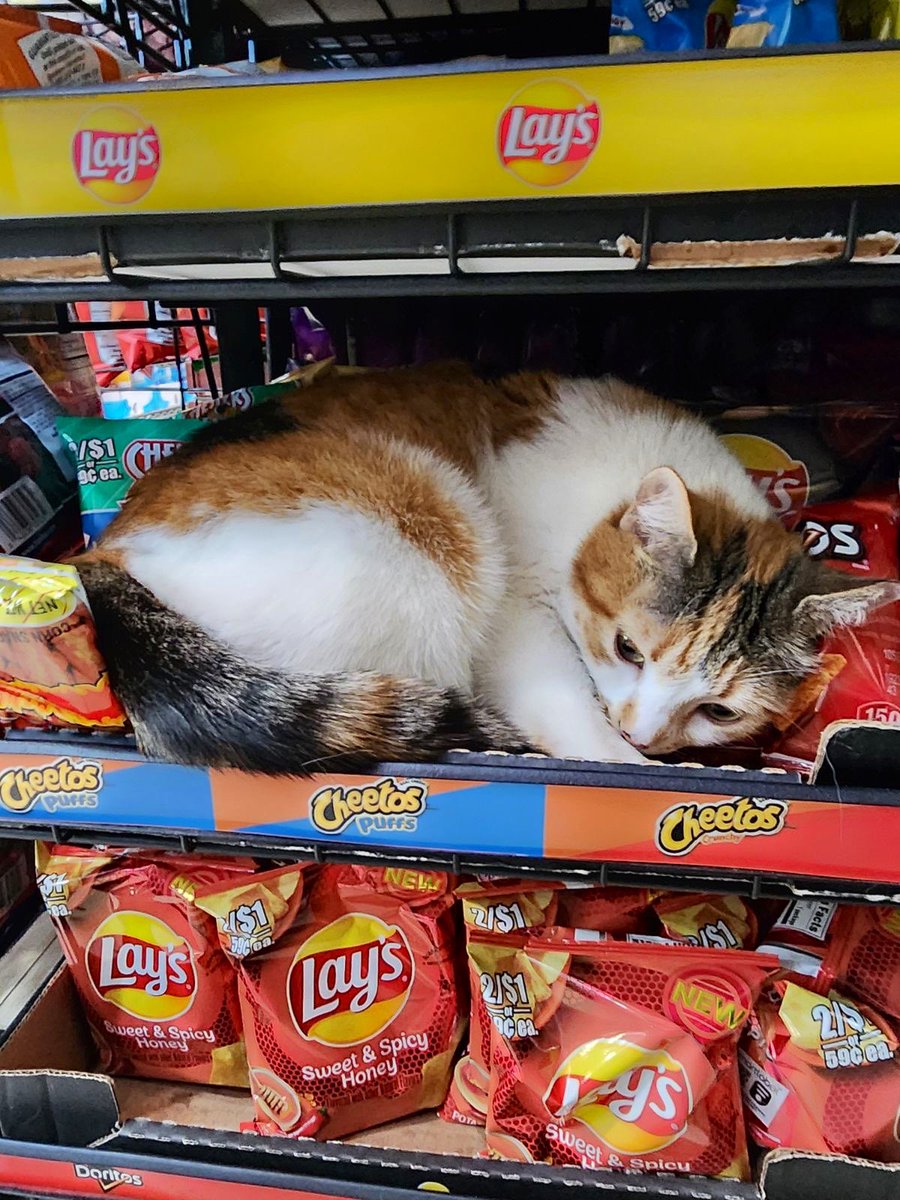 Bodega Cats (@bodegacats_) on Twitter photo 