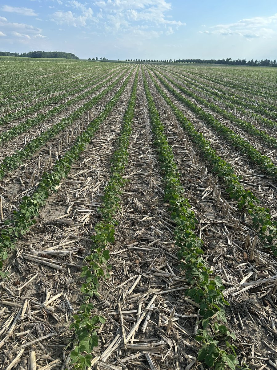 April 26th planted <a href="/DEKALB_Canada/">DEKALB Canada</a> soys pushing 4th tri.