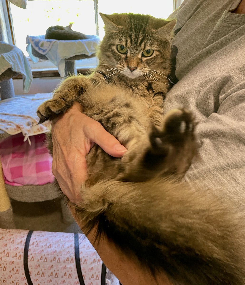 Willow needs a little comforting after not getting adopted yesterday. "I'm happy for Mr. Castleton &amp; Malcolm," she sighed. "But I want to be next!"
It wouldn't surprise us at all!💗#cats #kittens #pets #va #virginia #dc #nova #maryland #Sunday #KittyTwitter #goodvibes #luv #love