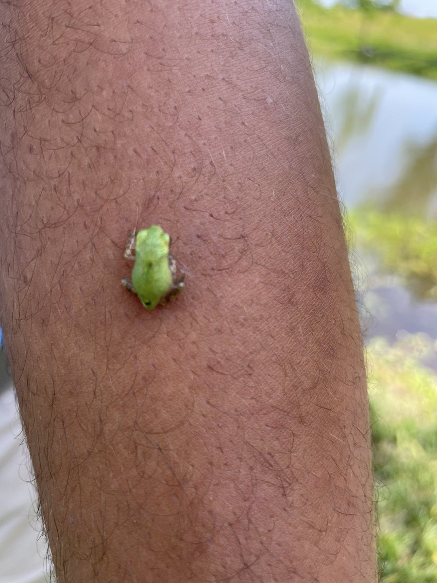 cpsmyers's tweet image. It was unofficially tiny animals day today. #cpsscience