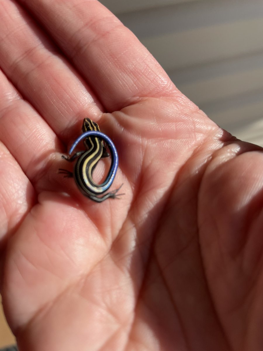 cpsmyers's tweet image. It was unofficially tiny animals day today. #cpsscience