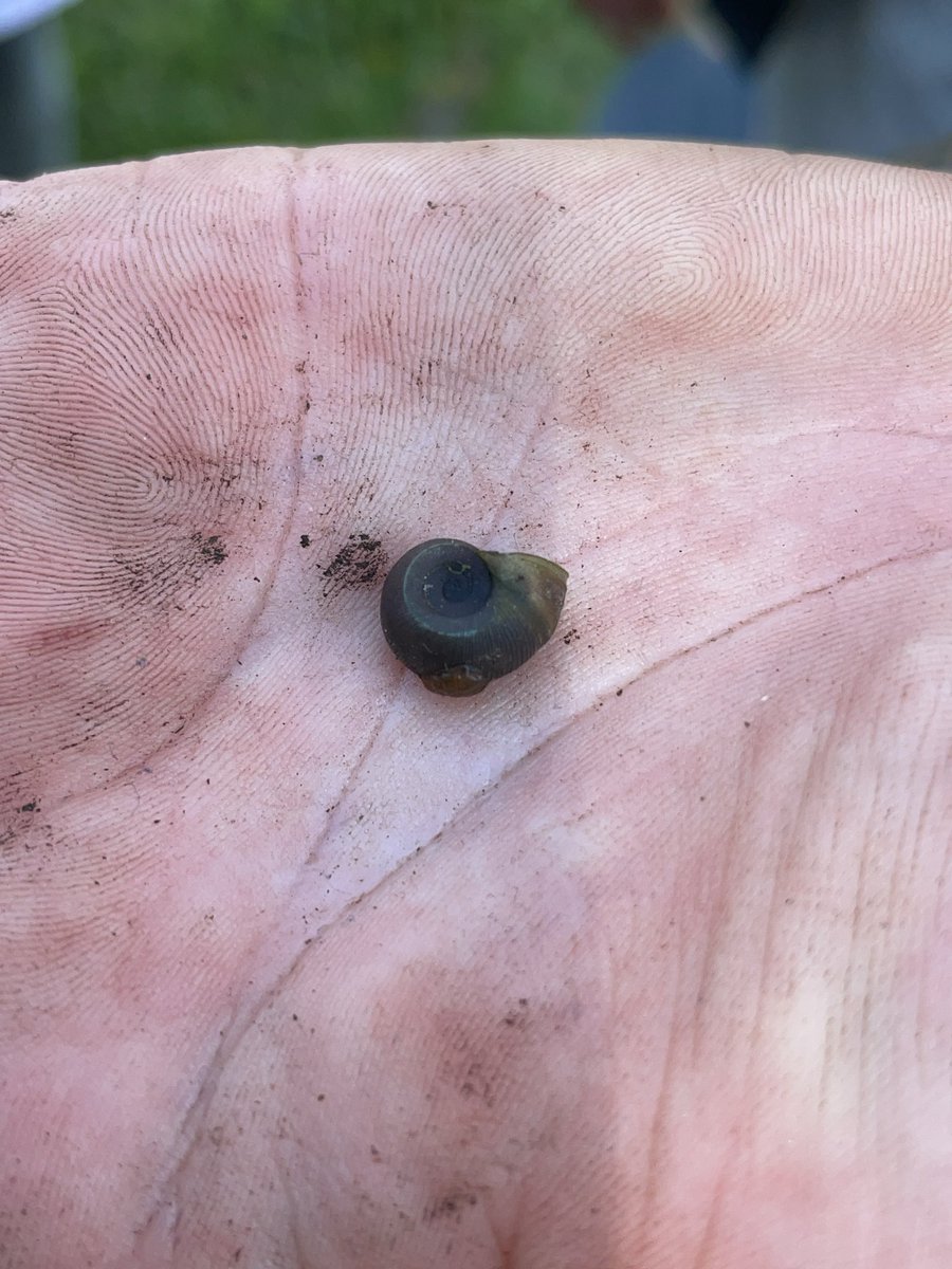 cpsmyers's tweet image. It was unofficially tiny animals day today. #cpsscience