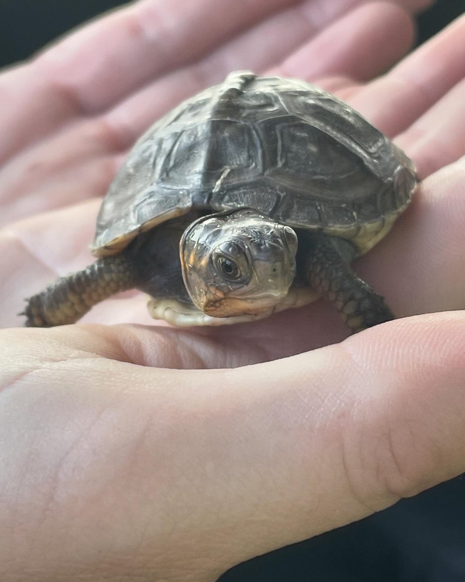 cpsmyers's tweet image. It was unofficially tiny animals day today. #cpsscience