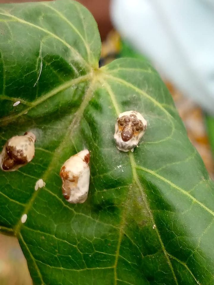 IDEAS For Us tweet media