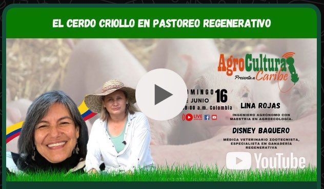 Mañana hablaremos 8:00 am sobre #cerdocriollocolombiano y agricultura regenerativa <a href="/cnganaderos/">NEGOCIOS GANADEROS</a> <a href="/serviganmvz/">Disney Baquero Umaña</a> .  Solo dar click en el enlace:  youtube.com/watch?v=Jv0AFw…