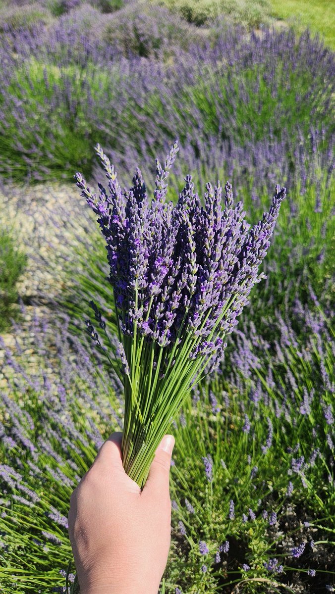 CurrentLaura's tweet image. Stopped by Lavender Daze at White Diamond Lavender Farms in Hope, IN today. Couldn't resist the urge to pick a fresh bunch 💜 #lavenderdaze #lavenderhaze #visitindiana