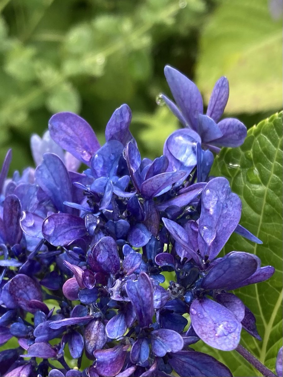 雨上がりの紫陽花は艶っぽい
水饅頭みたいな水滴
いや、わらび餅だろか
いやいや美しい