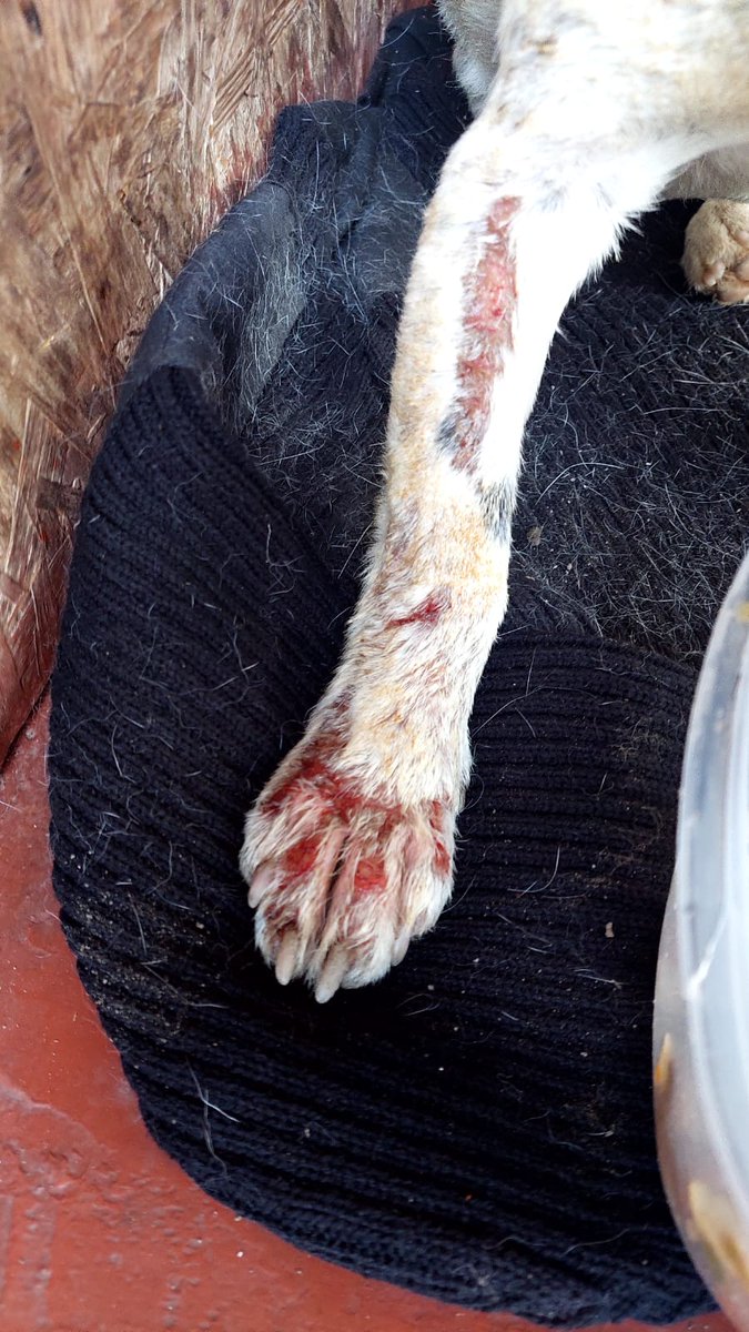 sol_palacios_m's tweet photo. Quemado por unos desgraciados‼️ no era sarna. Lo estaban quemando por parte😡quedo hospitalizado el lunes le hacen aseo quirúrgico. Lo están estabilizando.Macho de 2 años. Necesitamos ayuda para pagar la veterinaria🙏
Solange Palacios
Banco estado
Cuenta rut
17376209-7 https://t.co/pmaTXFeNBg