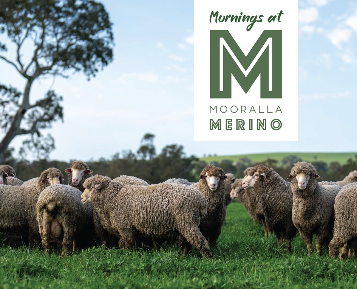 Introducing 'Mornings at Mooralla' field days on Sheepvention Sunday &amp; Monday, August 2024. Hear from neXtgen Agri guest speakers and Mooralla Merino Owner Ricky Luhrs, with animals on display. More info at moorallamerino.au/events.